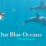 Kenyan_British_Artist_Megan_White_Champions_Ocean_Conservation_at_UN_80_poster - Khabar Asia Kenyan_British_Artist_Megan_White_Champions_Ocean_Conservation_at_UN_80 video poster