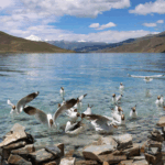 Life_Thrives_on_the__Roof_of_the_World___Xizang_s_Resilient_Ecosystem - Khabar Asia Life_Thrives_on_the__Roof_of_the_World___Xizang_s_Resilient_Ecosystem