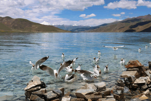 Life Thrives on the ‘Roof of the World’: Xizang’s Resilient Ecosystem Life_Thrives_on_the__Roof_of_the_World___Xizang_s_Resilient_Ecosystem