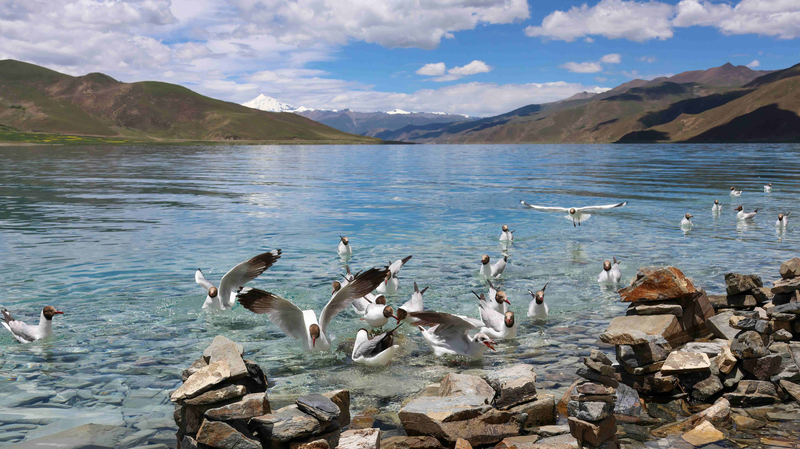 Life_Thrives_on_the__Roof_of_the_World___Xizang_s_Resilient_Ecosystem