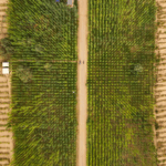 Makit_County_s_Green_Barrier_Transforms_Taklamakan_Desert_Frontier - Khabar Asia Makit_County_s_Green_Barrier_Transforms_Taklamakan_Desert_Frontier