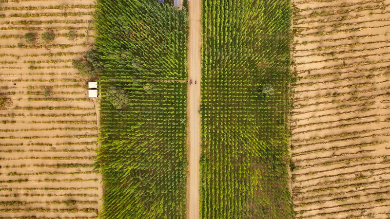 Makit_County_s_Green_Barrier_Transforms_Taklamakan_Desert_Frontier