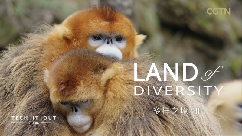 Matriarchs Rule: Inside Golden Snub-Nosed Monkey Families Matriarchs_Rule__Inside_Golden_Snub_Nosed_Monkey_Families video poster
