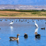 Migratory_Birds_Flock_to_Xinjiang_s_Aweitan_Reservoir_in_Autumn_Spectacle video poster