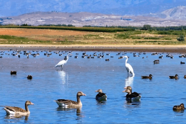 Migratory_Birds_Flock_to_Xinjiang_s_Aweitan_Reservoir_in_Autumn_Spectacle_poster - Khabar Asia Migratory_Birds_Flock_to_Xinjiang_s_Aweitan_Reservoir_in_Autumn_Spectacle video poster