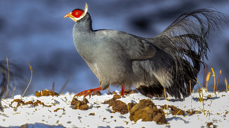 New Atlas Unveils Qilian Mountains’ Rare Wildlife New_Atlas_Unveils_Qilian_Mountains__Rare_Wildlife