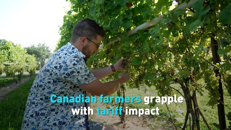 Ontario Farmers Face Tariff Challenges Despite Trade Pact Ontario_Farmers_Face_Tariff_Challenges_Despite_Trade_Pact video poster