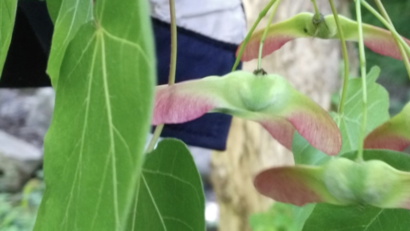 Rare_Acer_Miaotaiense_Thrives_in_NW_China_s_Taibai_Mountain_Reserve