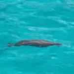 Rare_Dugong_Sighting_Revives_Hope_in_South_China_Sea_Biodiversity
