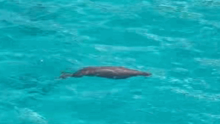 Rare Dugong Sighting Revives Hope in South China Sea Biodiversity Rare_Dugong_Sighting_Revives_Hope_in_South_China_Sea_Biodiversity