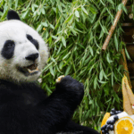 Russian_Born_Panda_Katyusha_Marks_2nd_Birthday_with_Moscow_Zoo_Fest - Khabar Asia Russian_Born_Panda_Katyusha_Marks_2nd_Birthday_with_Moscow_Zoo_Fest