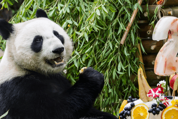 Russian-Born Panda Katyusha Marks 2nd Birthday with Moscow Zoo Fest Russian_Born_Panda_Katyusha_Marks_2nd_Birthday_with_Moscow_Zoo_Fest