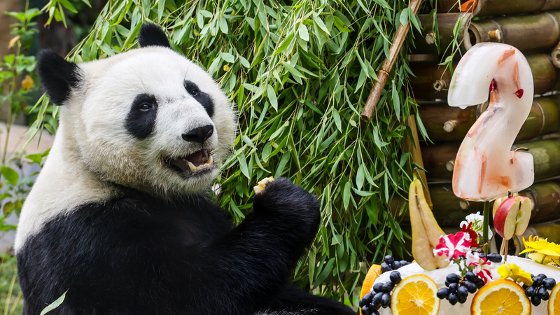 Russian_Born_Panda_Katyusha_Marks_2nd_Birthday_with_Moscow_Zoo_Fest