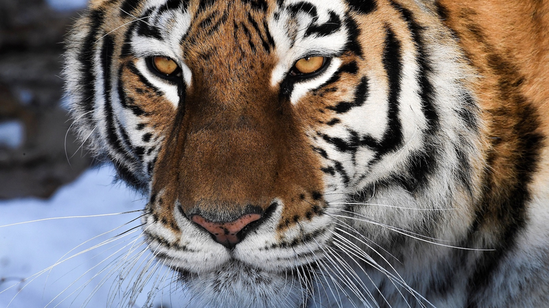 SCO_Strengthens_Biodiversity_Efforts_with_China_s_Support - Khabar Asia SCO_Strengthens_Biodiversity_Efforts_with_China_s_Support