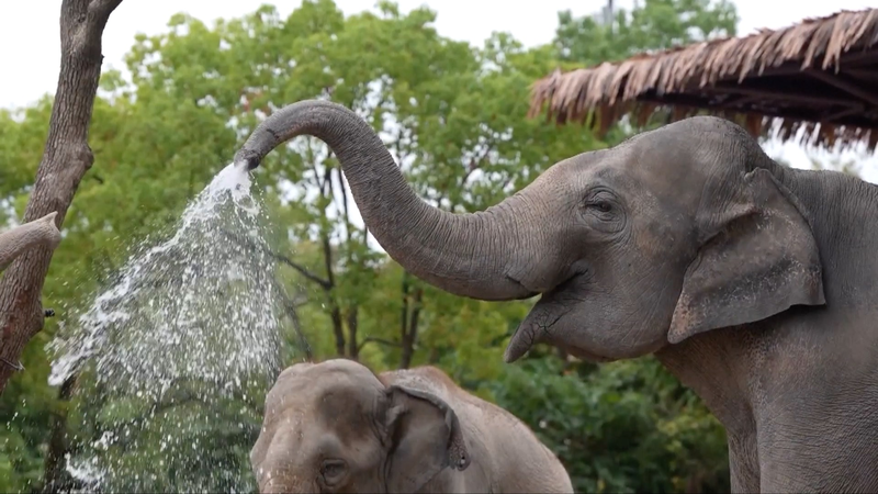 Shanghai Zoos Battle Heatwave with Creative Animal Cooling Strategies Shanghai_Zoos_Battle_Heatwave_with_Creative_Animal_Cooling_Strategies video poster