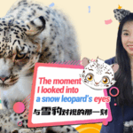 Snow_Leopards_of_the_Plateau__A_Story_of_Survival_and_Second_Chances video poster