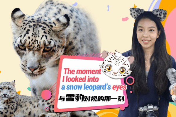 Snow Leopards of the Plateau: A Story of Survival and Second Chances Snow_Leopards_of_the_Plateau__A_Story_of_Survival_and_Second_Chances video poster