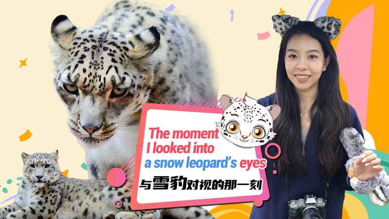 Snow_Leopards_of_the_Plateau__A_Story_of_Survival_and_Second_Chances video poster
