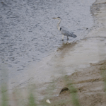 Sunlight_Powered_Breakthrough_Turns_Toxic_PFAS_into_Harmless_Fluoride