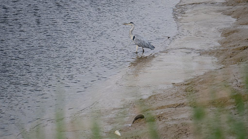 Sunlight_Powered_Breakthrough_Turns_Toxic_PFAS_into_Harmless_Fluoride