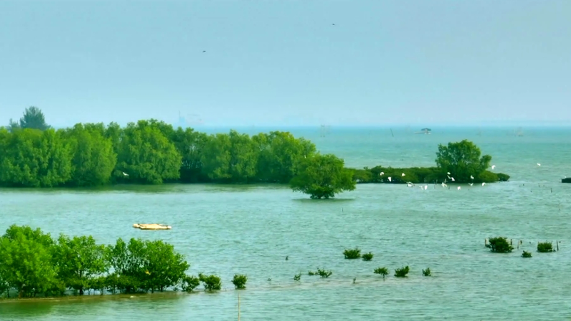 Tidal Guardians: Zhanjiang’s Mangroves Shield Coastlines Tidal_Guardians__Zhanjiang_s_Mangroves_Shield_Coastlines