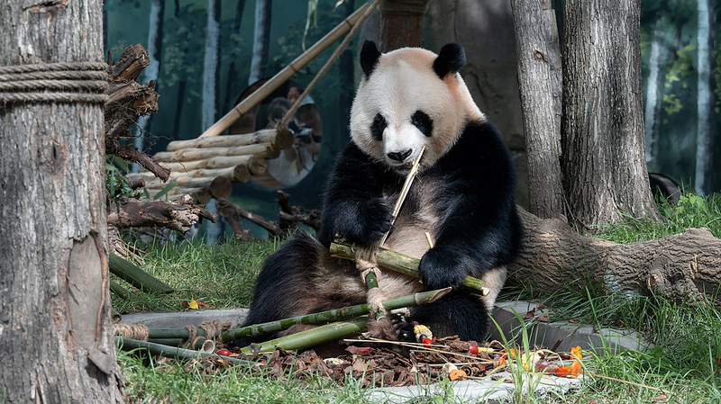 Twin Giant Pandas Debut in Harbin’s New Habitat Twin_Giant_Pandas_Debut_in_Harbin_s_New_Habitat
