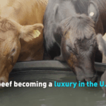 U_S__Beef_Prices_Surge_to_Record_Highs_Amid_Cattle_Herd_Decline video poster