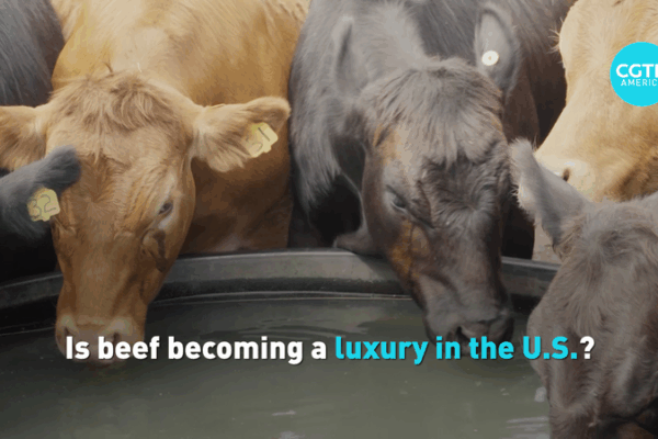 U.S. Beef Prices Surge to Record Highs Amid Cattle Herd Decline U_S__Beef_Prices_Surge_to_Record_Highs_Amid_Cattle_Herd_Decline video poster