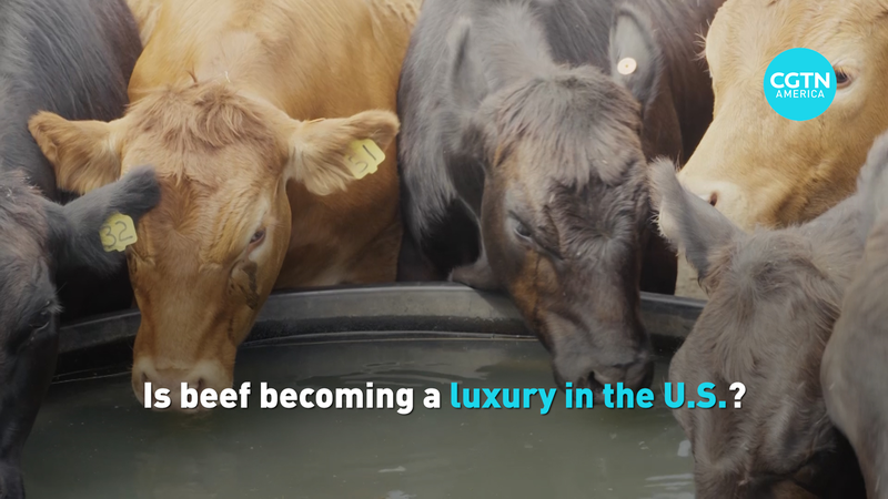 U_S__Beef_Prices_Surge_to_Record_Highs_Amid_Cattle_Herd_Decline video poster