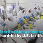U_S__Tariffs_Ripple_Through_Brazil_s_Fishing_Industry_poster - Khabar Asia U_S__Tariffs_Ripple_Through_Brazil_s_Fishing_Industry video poster
