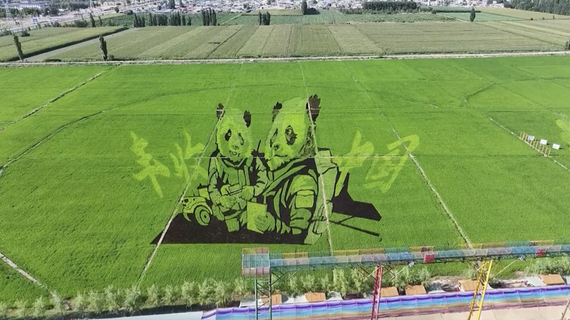 Vibrant Rice Paddy Art Draws Global Tourists to Xinjiang Vibrant_Rice_Paddy_Art_Draws_Global_Tourists_to_Xinjiang video poster