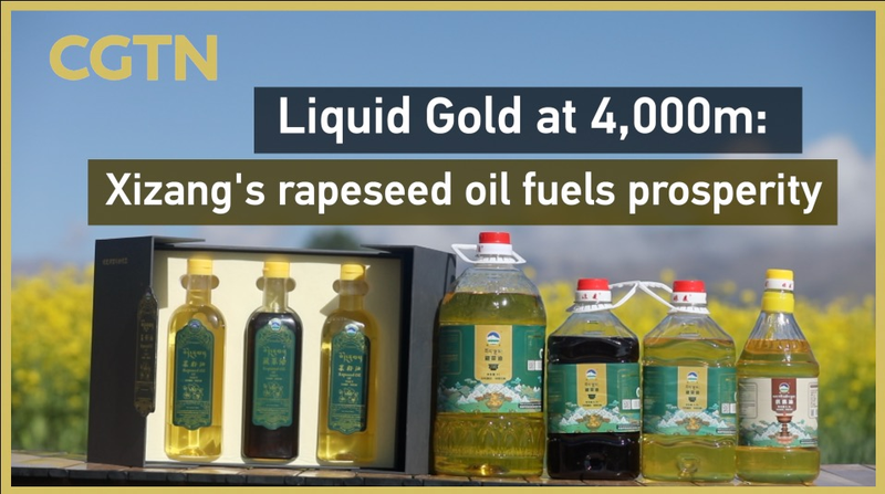 Liquid Gold at 4,000m: Xizang’s Rapeseed Oil Fuels Prosperity Liquid Gold at 4,000m: Xizang’s Rapeseed Oil Fuels Prosperity video poster