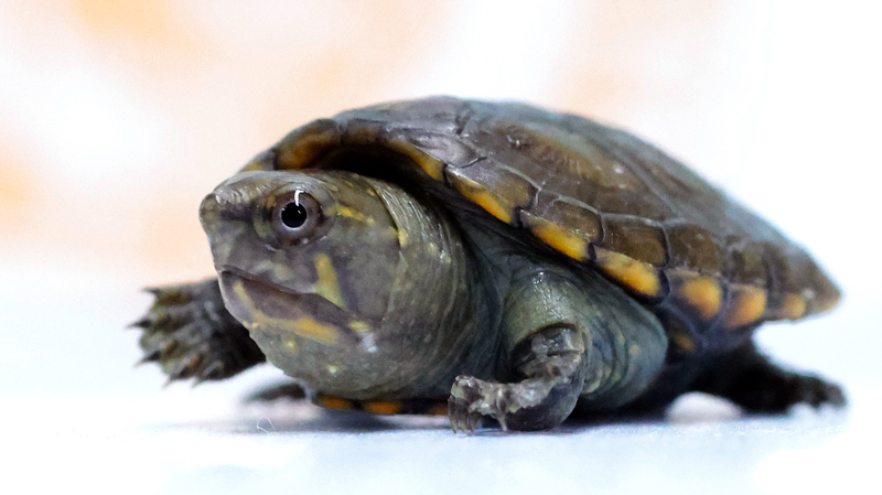 World’s Smallest Freshwater Turtle Hatches at Mexican Zoo World_s_Smallest_Freshwater_Turtle_Hatches_at_Mexican_Zoo