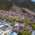 Xizang_s_Peach_Blossom_Village_Blossoms_With_Infrastructure_and_Tourism_Growth