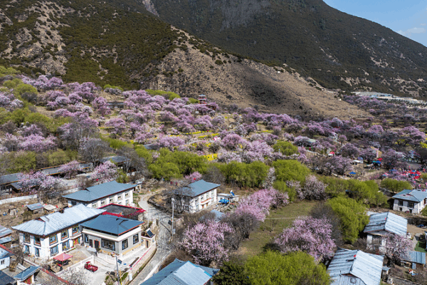 Xizang’s Peach Blossom Village Blossoms With Infrastructure and Tourism Growth Xizang_s_Peach_Blossom_Village_Blossoms_With_Infrastructure_and_Tourism_Growth