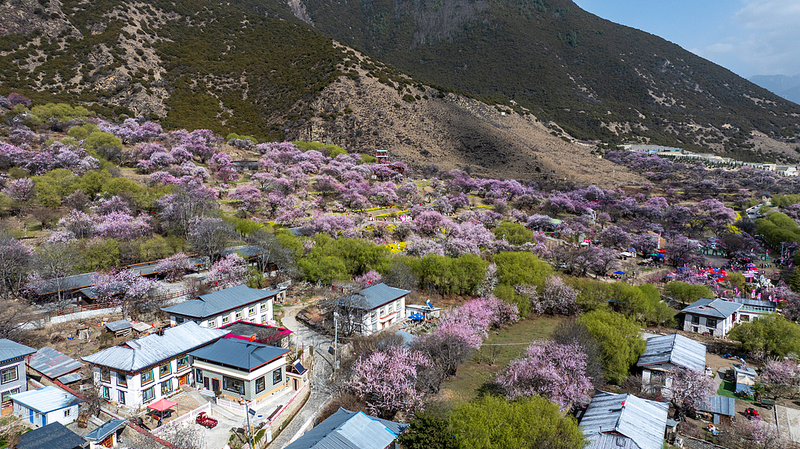 Xizang_s_Peach_Blossom_Village_Blossoms_With_Infrastructure_and_Tourism_Growth - Khabar Asia Xizang_s_Peach_Blossom_Village_Blossoms_With_Infrastructure_and_Tourism_Growth