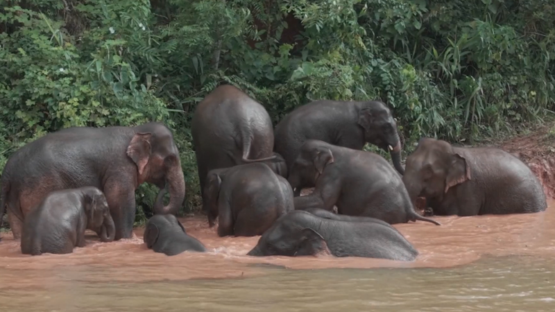 Yunnan’s Wild Asian Elephant Population Soars to 300 Amid Conservation Success Yunnan_s_Wild_Asian_Elephant_Population_Soars_to_300_Amid_Conservation_Success video poster