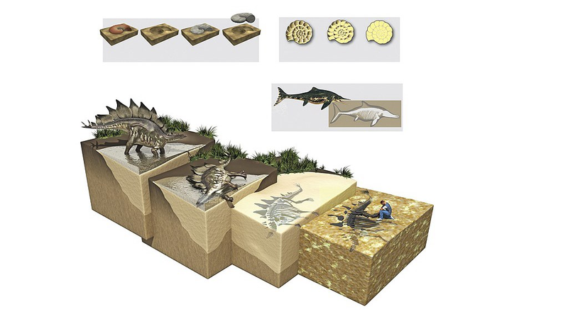 Ancient_Fossil_Feces_Reveal_Prehistoric_Diets_and_Ecosystems