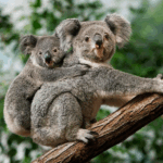 Australia_Approves_World_First_Vaccine_to_Save_Koalas_from_Chlamydia