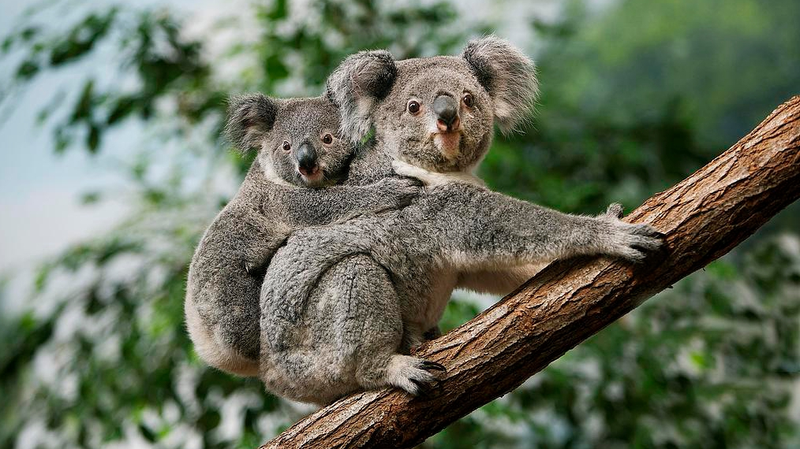 Australia_Approves_World_First_Vaccine_to_Save_Koalas_from_Chlamydia - Khabar Asia Australia_Approves_World_First_Vaccine_to_Save_Koalas_from_Chlamydia