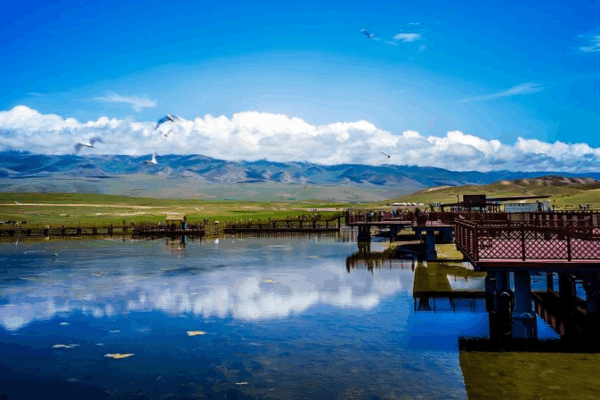 Bayanbulak Swan Lake: A Symphony of Nature in Xinjiang Bayanbulak_Swan_Lake__A_Symphony_of_Nature_in_Xinjiang video poster