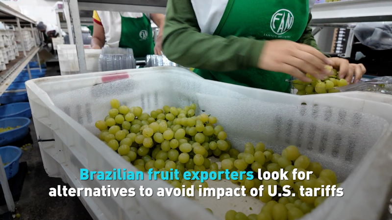 Brazilian Fruit Exporters Seek New Markets Amid U.S. Tariff Pressures Brazilian_Fruit_Exporters_Seek_New_Markets_Amid_U_S__Tariff_Pressures video poster