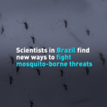 Brazilian_Scientists_Pioneer_New_Mosquito_Control_Strategy_Amid_Rising_Disease_Threats video poster