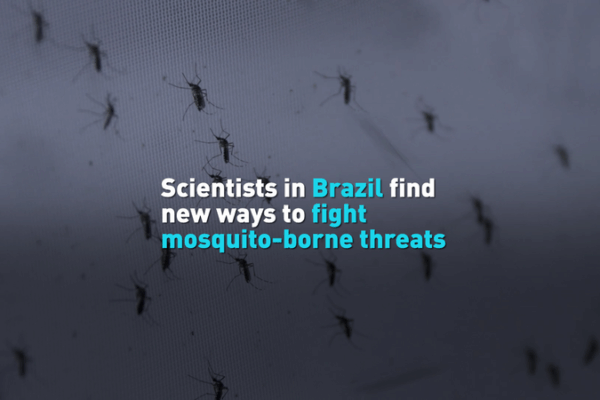 Brazilian Scientists Pioneer New Mosquito Control Strategy Amid Rising Disease Threats Brazilian_Scientists_Pioneer_New_Mosquito_Control_Strategy_Amid_Rising_Disease_Threats video poster