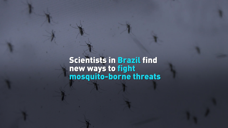Brazilian_Scientists_Pioneer_New_Mosquito_Control_Strategy_Amid_Rising_Disease_Threats_poster - Khabar Asia Brazilian_Scientists_Pioneer_New_Mosquito_Control_Strategy_Amid_Rising_Disease_Threats video poster