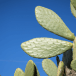 Cactus_Farming_Spurs_Rural_Growth_in_Yunnan__China