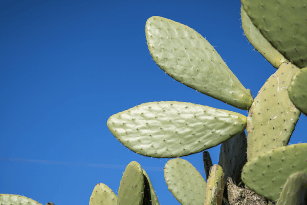 Cactus_Farming_Spurs_Rural_Growth_in_Yunnan__China