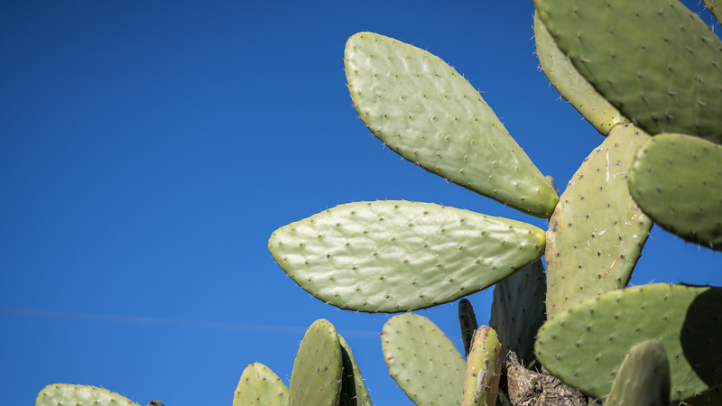 Cactus_Farming_Spurs_Rural_Growth_in_Yunnan__China