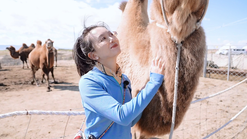 Camel Milk Fuels Rural Revival in Xinjiang’s Altay Region Camel_Milk_Fuels_Rural_Revival_in_Xinjiang_s_Altay_Region video poster