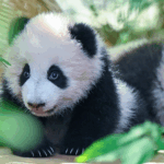 Chengdu_Panda_Cubs_Delight_Visitors_in_First_Public_Appearance - Khabar Asia Chengdu_Panda_Cubs_Delight_Visitors_in_First_Public_Appearance
